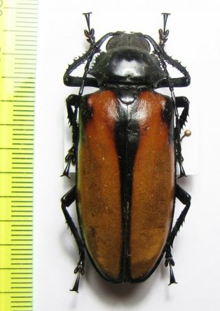 Prioninae,  Rhaphipodus Suturalis,  Female,  Malaysia 52 Mm