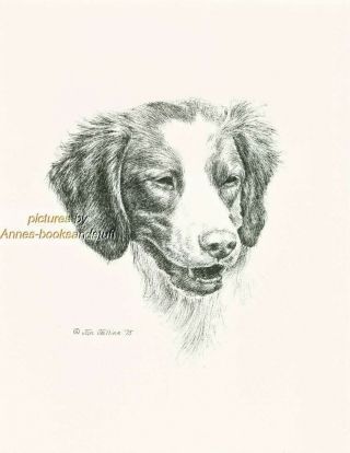 89 Brittany Spaniel Portrait Dog Art Print Pen And Ink Drawing Jan Jellins