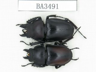 Beetle.  Neolucanus Sp.  China,  Guizhou,  Mt.  Leigongshan.  2m.  Ba3491.