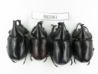 Beetle.  Xylotrupes Gideon Ssp.  China,  Yunnan,  Honghe,  Laha.  4m.  Ba3361.