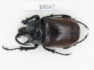 Beetle.  Eupatorus Sp.  China,  Yunnan,  Yingjiang County.  1m.  Ba3107.