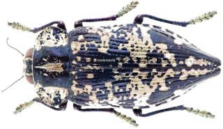 Insect - Buprestidae Polybothris Sp.  No.  1 - Madagascar - 36mm.