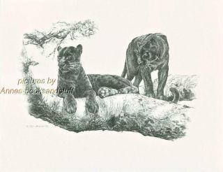 190 Black Panther Wild Life Art Print Pen And Ink Drawing By Jan Jellins