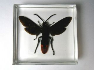 MEGASCOLIA AZUREA WASPS.  Real Scoliidae insect embedded in casting resin. 2