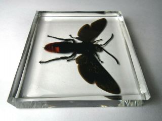 MEGASCOLIA AZUREA WASPS.  Real Scoliidae insect embedded in casting resin. 3