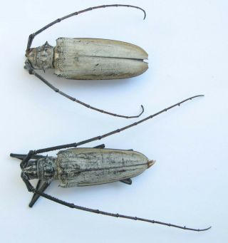 Batocera Hercules Pair A - With Male 73mm Female 72mm (cerambycidae)