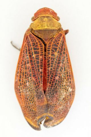 Homoptera,  Fulgoridae,  From Colombia,  Leticia