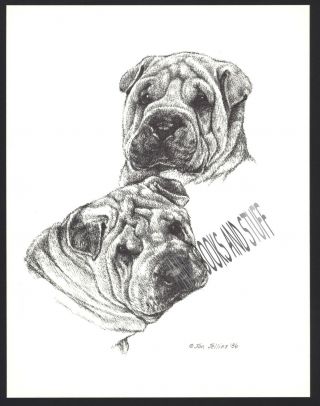 370 Shar Pei Pups Portrait Dog Art Print Pen And Ink Drawing Jan Jellins