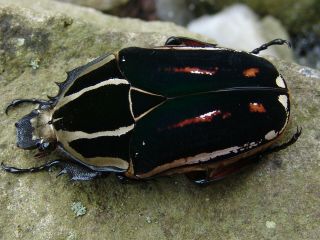 Mecynorrhina Ugandensis,  Female A 60 Mm