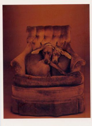 William Wegman Ears Ochre 1989 Weimaraner Dog Famous Portrait Postcard 4x6