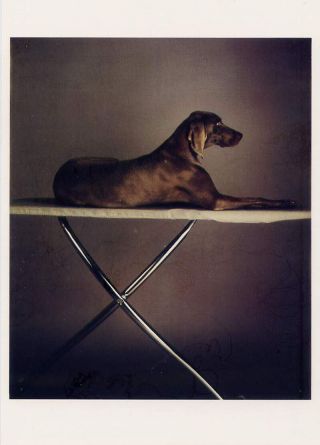 William Wegman Sphinx 1987 Famous Weimaraner Dog Portrait Postcard 4x6