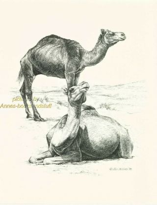 192 Camel Camels Wildlife Art Print Pen & Ink Drawing By Jan Jellins
