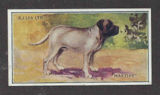 1923 Rare Uk Dog Art Rj Lea Chairman Cigarette Card English Mastiff