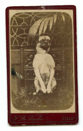 1880 Pug Dog Sitting Up Begging Cdv Photo Carte De Visite Victorian Lille France