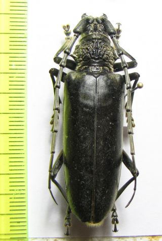Cerambycidae,  Nadezhdiella Cantori,  Taiwan