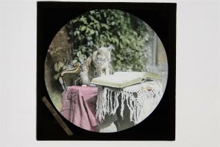 Cat Reading A Book Wearing Reading Glasses - Hand Tinted Glass Lantern Slide