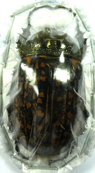 Beetles,  (2535),  Scarabaeidae,  Euchirinae Cheirotonus,  Female