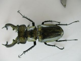 50517 Lucanidae: Lucanus Sericeus?.  Vietnam North.  68mm 2