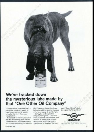 1967 Bloodhound Photo Esso Humble Oil Vintage Print Ad