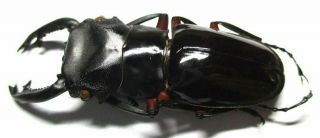 005 Pa :Lucanidae: Odontolabis imperialis komorii male 62.  5mm 2
