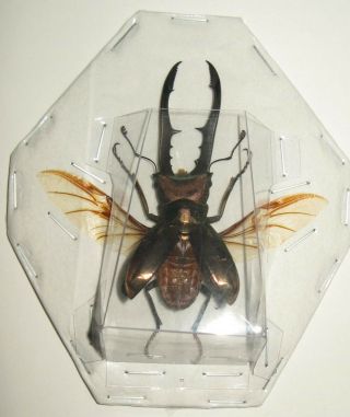 Real Giant Stag Beetle Cyclommatus Metallifer Spread Entomology Art Decor