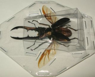 Real giant stag beetle Cyclommatus metallifer spread entomology art decor 2