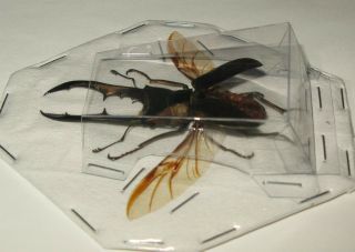 Real giant stag beetle Cyclommatus metallifer spread entomology art decor 3