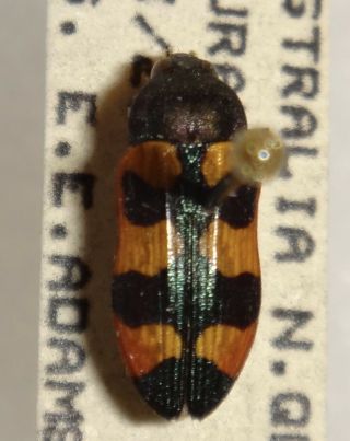 Rare Castiarina Sexplagiata Australia Aa Jewel Beetle Buprestid Calodema