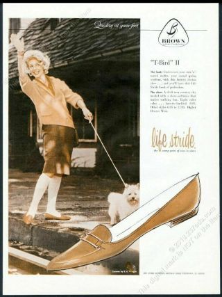 1959 Cairn Terrier Photo Life Stride Women 