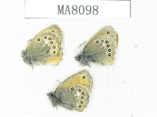 Butterfly.  Satyridae Sp.  China,  W Gansu,  S Of Jiayushan.  2m1f.  Ma8098.