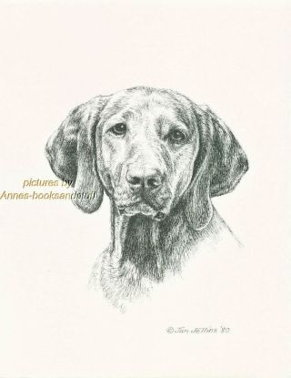 262 Vizsla Portrait Dog Art Print Pen And Ink Drawing Jan Jellins