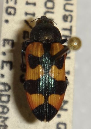 Rare Castiarina Sexplagiata Australia Bb Jewel Beetle Buprestid Calodema