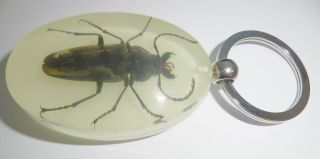 Insect Large Key Ring Gray Trictenotomid Beetle Trictenotoma Davidi Glow