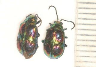 Chrysomelidae Leaf Beetle Rainbow Color Guizhou