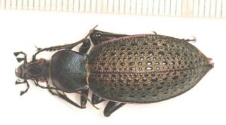 Carabidae Carabus Coptolabrus Formosus Nili Shannxi 1
