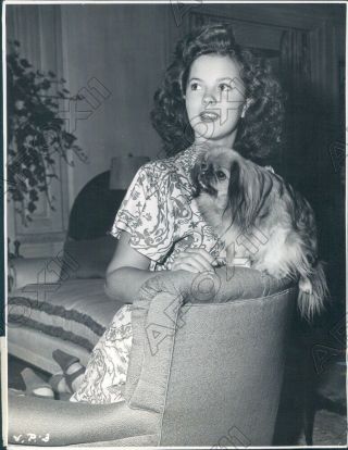 1932 Actress Shirley Temple And Pet Dog Peke Press Photo