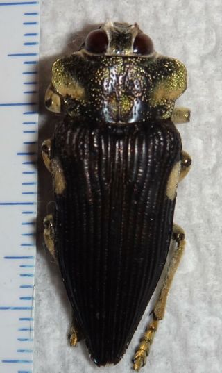 Buprestidae Polybothris Expansicollis 31.  9mm Madagascar Y62 Jewel Beetle Insect
