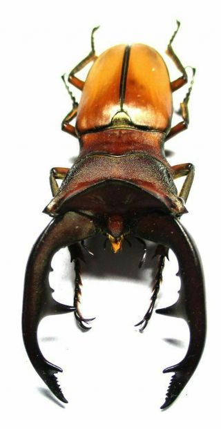001 Pa: Lucanidae: Cyclommatus Alagari Male 60.  5mm