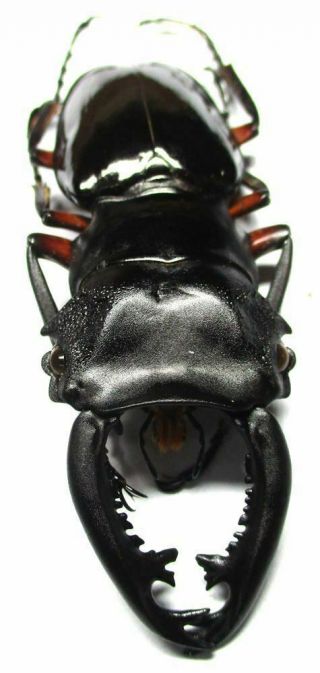 R - 002 Pa : Lucanidae: Odontolabis Imperialis Komorii Male 61.  5mm