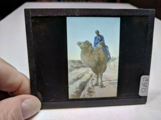 Colored Glass Magic Lantern Slide Cyo China Chinese Man On Camel T Enami Desert
