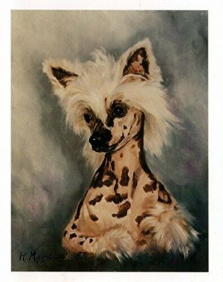 Chinese Crested Head Study Notecards 6 Note Cards 6 Envelopes Ruth Maystead