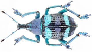 Insect - Curculionidae Eupholus Magnificus - W.  Papua - Female 26mm.