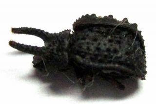 B036 Mi : Tenebrionidae Species? 10mm