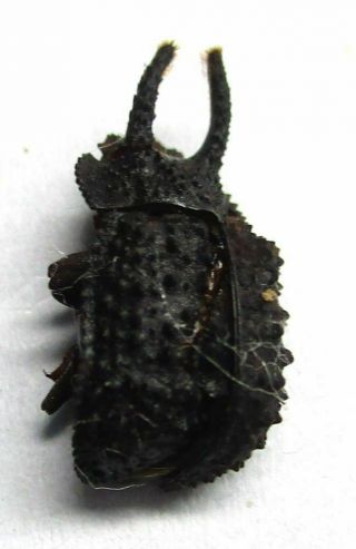 b036 Mi : Tenebrionidae species? 10mm 3