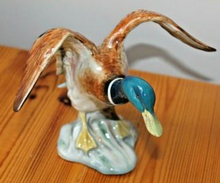Vtg Beswick Mallard Duck Landing Figurine - Settling Model No.  750 6.  5 " Tall