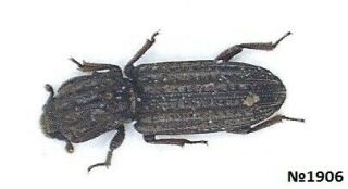 Coleoptera Tenebrionidae Gen.  Sp.  Thailand 3mm.