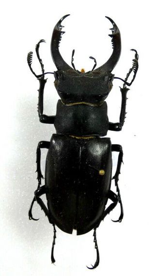 Beetles,  (2428),  Lucanidae,  Lucanus Cervus Akbesianus Kraatzi,  Male