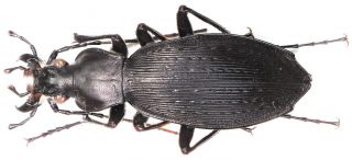 20.  Carabidae - Carabus (apotomopterus) Kouanping Daweiensis.  A2 Female