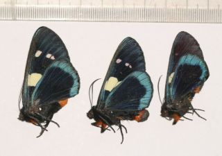 Zygaenidae Day Flying Moth Tibet