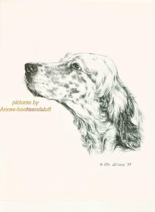 158 English Setter Portrait Dog Art Print Pen And Ink Drawing By Jan Jellins